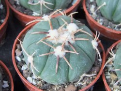 Echinocactus horizonthalonius Tula, Tam. květináč 5,5 cm - 12415572