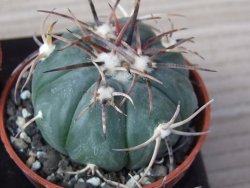 Echinocactus horizonthalonius Tula, Tam. květináč 5,5 cm - 12415573
