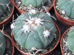 Echinocactus horizonthalonius Tula, Tam. květináč 5,5 cm - 12415574