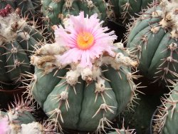 Echinocactus horizonthalonius Tula, Tam. květináč 5,5 cm - 12415577