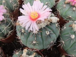 Echinocactus horizonthalonius Tula, Tam. květináč 5,5 cm - 12415579