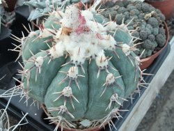 Echinocactus horizonthalonius Tula, Tam. květináč 5,5 cm - 12415581