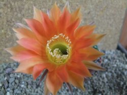 Echinopsis hybrid pot 7 cm