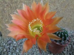 Echinopsis hybrid pot 7 cm - 12393212