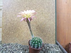 Echinopsis hybrid pot 7 cm - 12393216