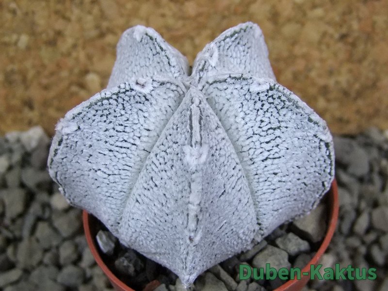 Astrophytum coahuilense snow (Super Coahuilense), pot 5,5 cm - 12393291