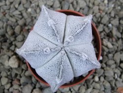 Astrophytum coahuilense snow (Super Coahuilense), pot 5,5 cm - 12393292