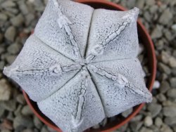 Astrophytum coahuilense snow (Super Coahuilense), pot 5,5 cm - 12393293