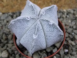 Astrophytum coahuilense snow (Super Coahuilense), pot 5,5 cm - 12393294