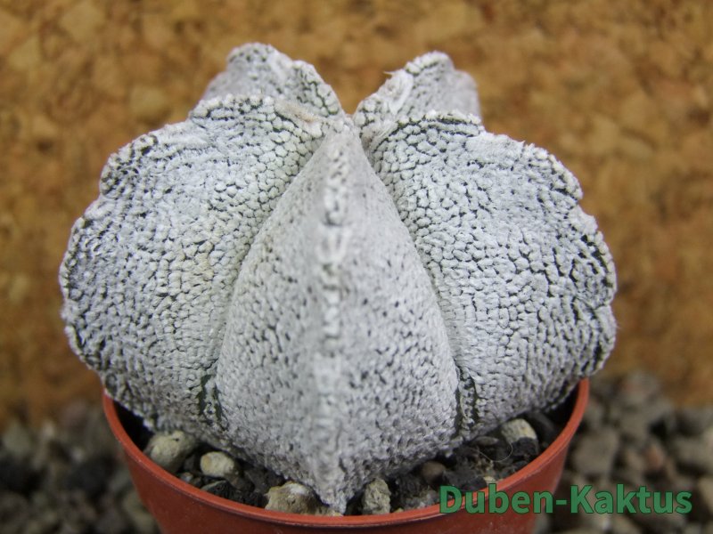 Astrophytum coahuilense snow (Super Coahuilense), pot 5,5 cm - 12393296