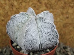 Astrophytum coahuilense snow (Super Coahuilense), pot 5,5 cm - 12393295