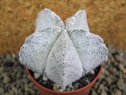 Astrophytum coahuilense snow (Super Coahuilense), pot 5,5 cm - 12393297