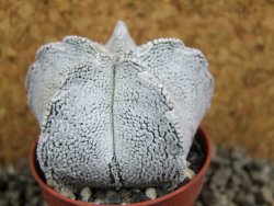 Astrophytum coahuilense snow (Super Coahuilense), pot 5,5 cm - 12393298