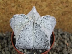 Astrophytum coahuilense snow (Super Coahuilense), pot 5,5 cm - 12393299
