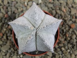 Astrophytum coahuilense snow (Super Coahuilense), pot 5,5 cm - 12393300