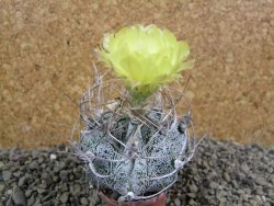 Astrophytum crassispinoides, pot 5,5 cm - 12393327