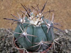 Echinocactus horizonthalonius El Pilar, pot 7 cm