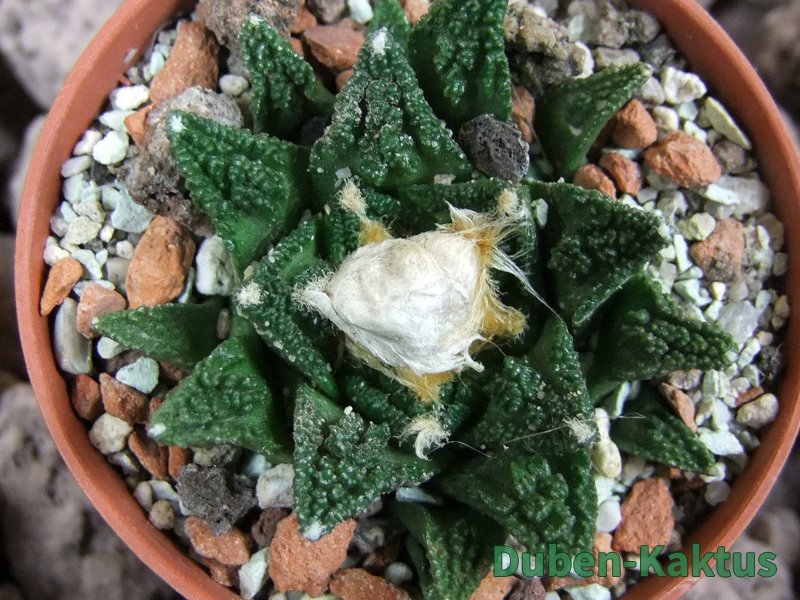 Ariocarpus fissuratus hintonii Matehuala pot 5,5 cm Cites IA - 12393434