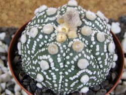 Astrophytum Hanazano Kabuto B oibo, pot 8 cm - 12393500