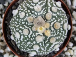 Astrophytum Hanazano Kabuto B oibo, pot 8 cm - 12393501