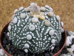 Astrophytum Hanazano Kabuto B oibo, pot 8 cm - 12393503