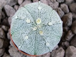 Astrophytum x Hanazano Kabuto pot 5,5 cm - 12393510