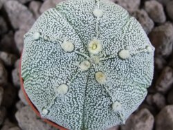 Astrophytum x Hanazano Kabuto pot 5,5 cm - 12393511