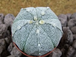 Astrophytum x Hanazano Kabuto pot 5,5 cm - 12393513