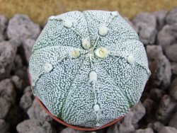 Astrophytum x Hanazano Kabuto pot 5,5 cm - 12393514