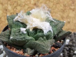 Ariocarpus fissuratus Cuatro Cienegas pot 5,5 cm - 12393567