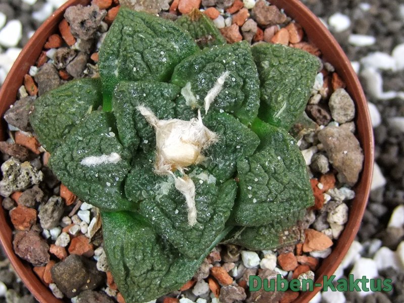 Ariocarpus fissuratus Cuatro Cienegas pot 8 cm - 12393568