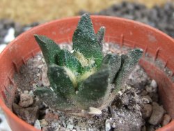 Ariocarpus scapharostrus Rayones pot 5,5 cm cites IA - 12393633