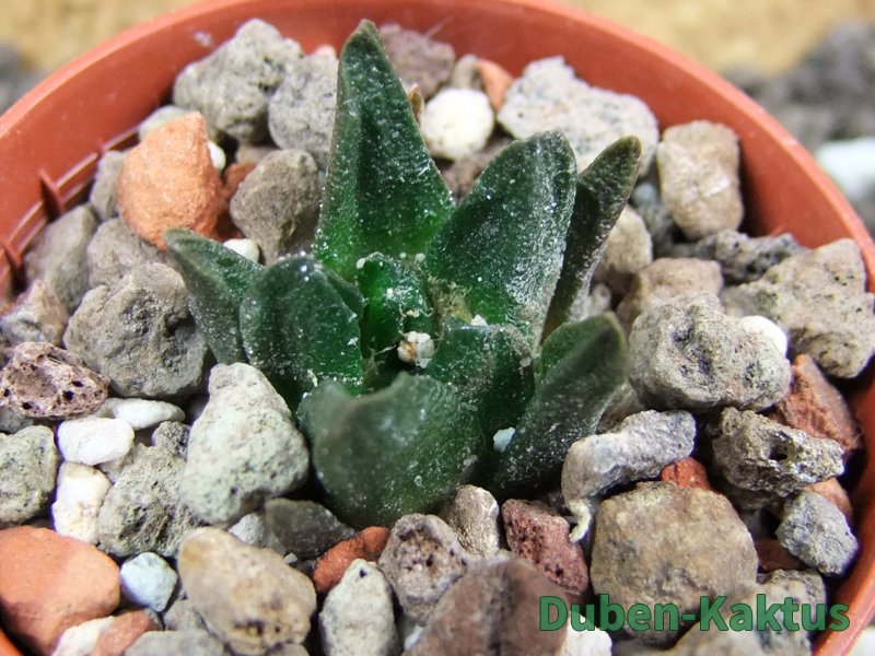 Ariocarpus scapharostrus Rayones pot 5,5 cm cites IA - 12393634