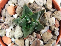 Ariocarpus scapharostrus Rayones pot 5,5 cm cites IA - 12393636