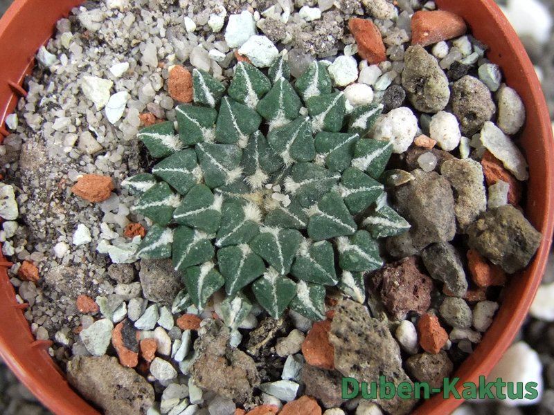 Ariocarpus kotschoubeyanus albiflorus Tula pot 5,5 cm - 12393680