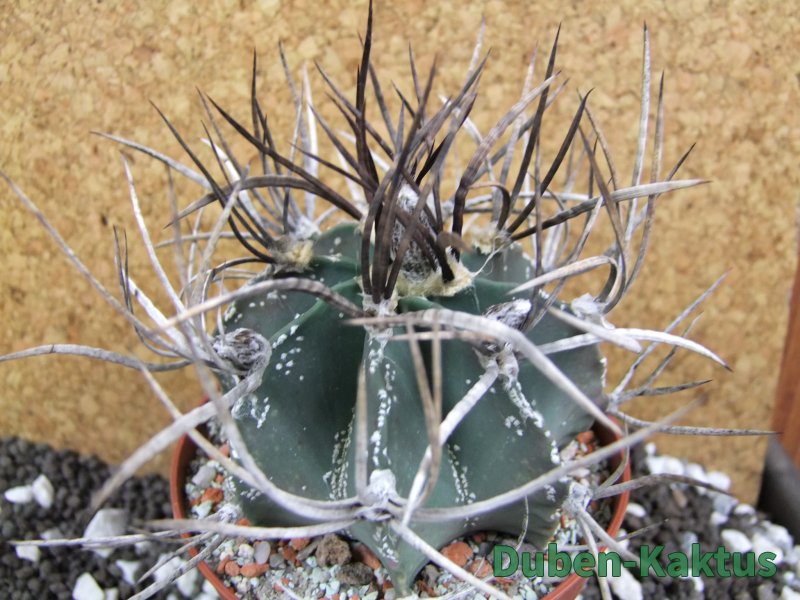 Astrophytum niveum nudum XL pot 10 cm