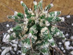 Astrobergia, Astrophytum ornatum kiko po 5,5 cm - 12393782