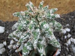 Astrobergia, Astrophytum ornatum kiko po 5,5 cm - 12393788
