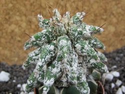 Astrobergia, Astrophytum ornatum kiko po 5,5 cm - 12393789