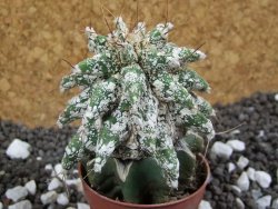 Astrobergia, Astrophytum ornatum kiko po 5,5 cm - 12393790