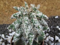 Astrobergia, Astrophytum ornatum kiko po 5,5 cm - 12393793