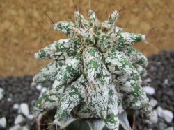 Astrobergia, Astrophytum ornatum kiko po 5,5 cm - 12393794
