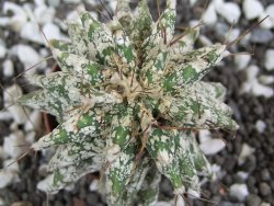 Astrobergia, Astrophytum ornatum kiko po 5,5 cm - 12393795