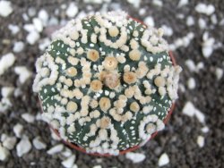 Astrophytum Hanazano Kabuto pot 6,5 cm - 12393816