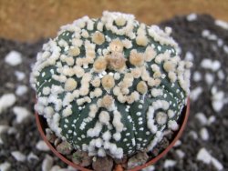 Astrophytum Hanazano Kabuto pot 6,5 cm - 12393817