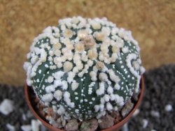 Astrophytum Hanazano Kabuto pot 6,5 cm - 12393819