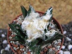 Ariocarpus bravoanus El Ňuňez XL pot 6,5 cm - 12393895