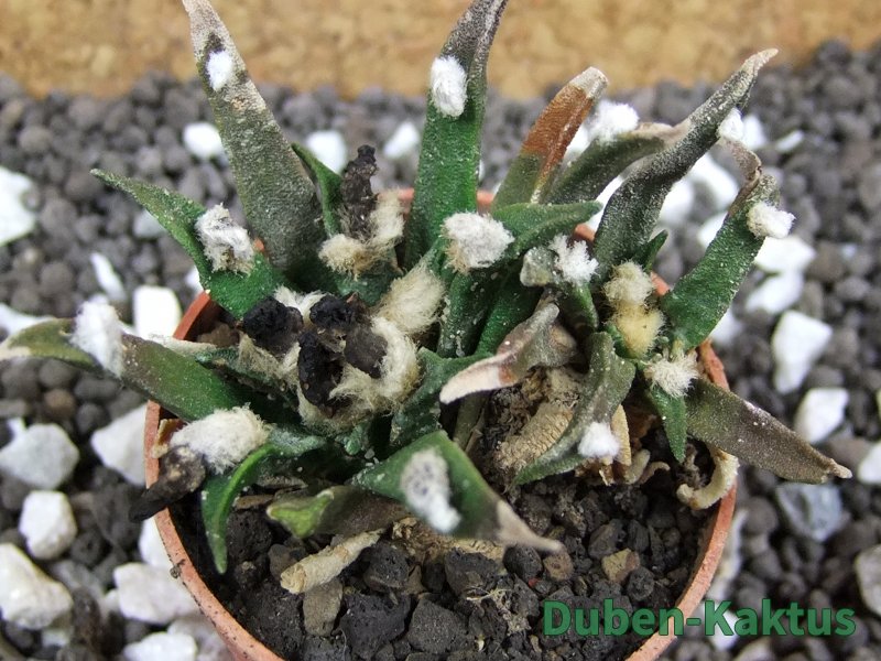 Ariocarpus agavoides pot 5,5 cm cites IA - 12393957