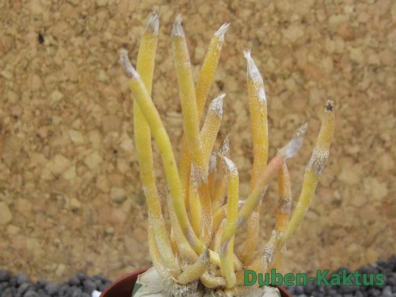 Astrophytum caput medusae aurea, pot 5,5 cm - 12393961