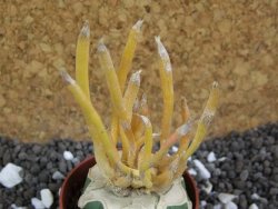 Astrophytum caput medusae aurea, pot 5,5 cm - 12393960